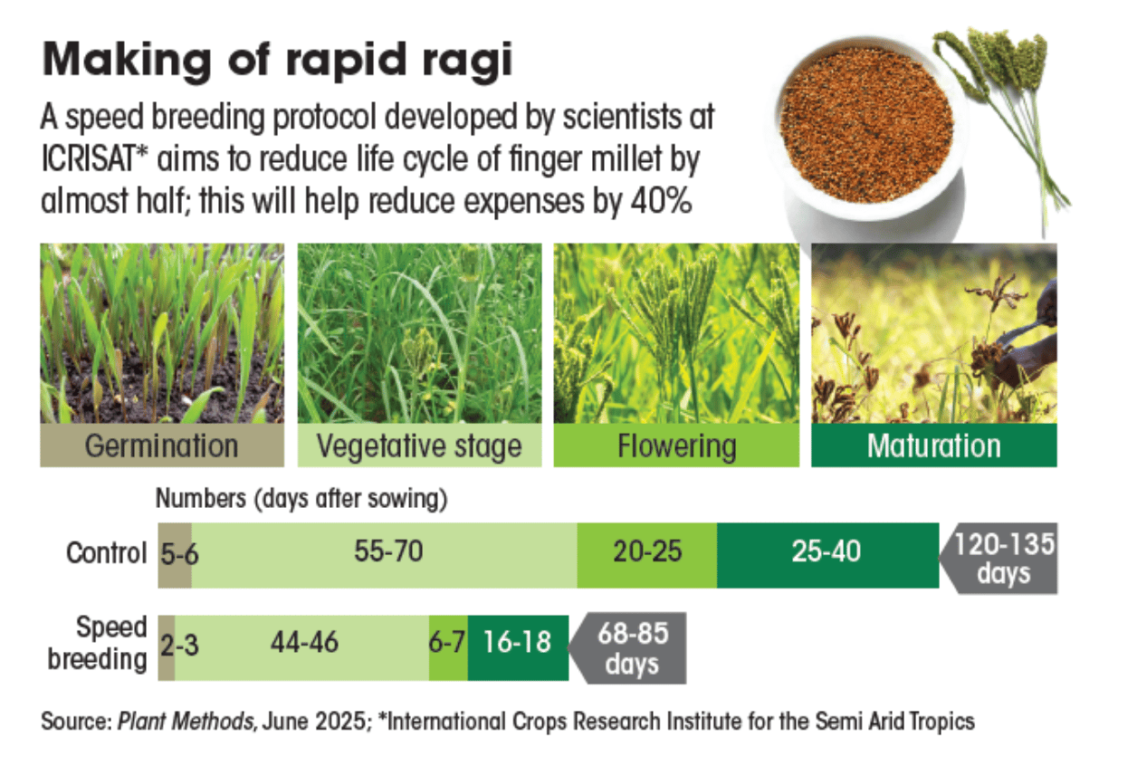 making of rapid ragi